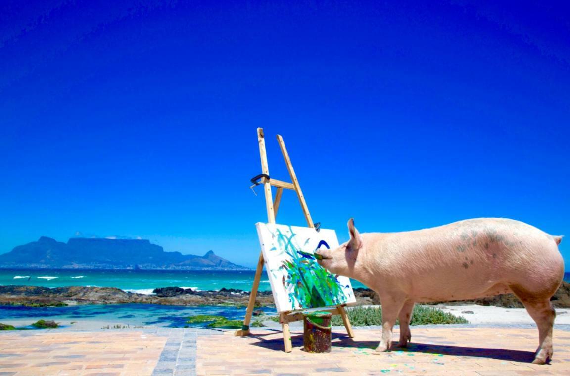 Inspiring Farm Sanctuary And Famous Painting Pig Hotell Franschhoek Eksteriør bilde